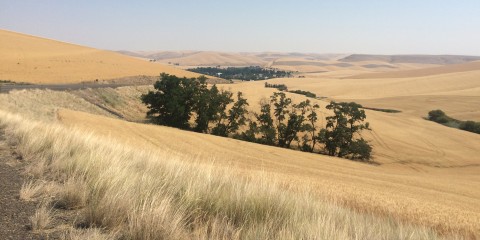 Pomeroy – Walla Walla